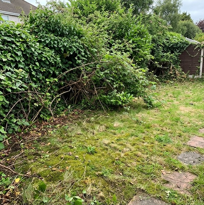 Overgrown back garden in Rathmines before landscaping